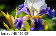 orchid flowers purple ai generated. Стоковое AI-изображение, AI-художник Vectorwin / Фотобанк Лори