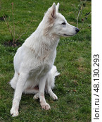 Белая швейцарская овчарка БШО. White Swiss Shepherd dog is sitting and relaxing on the ground on grass in the garden. Стоковое фото, фотограф Сергей Пристяжнюк (Serg Zastavkin) / Фотобанк Лори