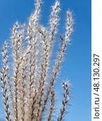 Silvergrass or Miscanthus sinensis grass on blue sky background. Стоковое фото, фотограф Сергей Пристяжнюк (Serg Zastavkin) / Фотобанк Лори