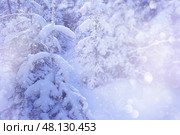 Зимний, новогодний фон с заснеженными елками. Стоковое фото, фотограф Римма Тельнова / Фотобанк Лори