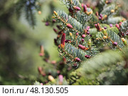 Красные шишки ели аянской (Picea jezoensis) Стоковое фото, фотограф Римма Тельнова / Фотобанк Лори