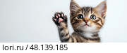 Cute kitten waves paw while looking curiously at the camera indoors, copy space. Милый котенок машет лапой, с любопытством глядя в камеру в помещении. Стоковое AI-изображение, AI-художник Katsiaryna Repich / Фотобанк Лори