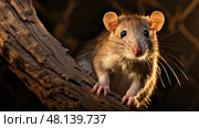 pest rat brown ai generated. Стоковое AI-изображение, AI-художник Vectorwin / Фотобанк Лори