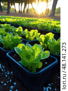 Rows of vibrant lettuce plants thrive in black pots, illuminated by the early morning sun with trees in the background creating a serene atmosphere. Стоковое AI-изображение, AI-художник Данила Большаков / Фотобанк Лори