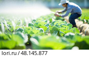 humidity plant cabbage vegetable ai generated. Стоковое AI-изображение, AI-художник Vectorwin / Фотобанк Лори