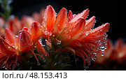 succulent aloe vera plants ai generated. Стоковое AI-изображение, AI-художник Vectorwin / Фотобанк Лори