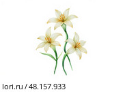Illustration of three elegant yellow lilies with green stems on white background. Стоковое AI-изображение, AI-художник Башкирова Анна / Фотобанк Лори