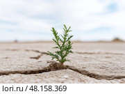 Young green plant growing through cracked dry soil in arid desert landscape, symbol of survival and climate change. Молодое зеленое растение, прорастающее сквозь растрескавшуюся сухую почву в засушливом пустынном ландшафте, символ выживания и изменения климата. Стоковое AI-изображение, AI-художник Katsiaryna Repich / Фотобанк Лори
