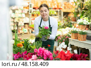 Woman seller holding ranunculus asiatica in flower shop. Стоковое фото, фотограф Яков Филимонов / Фотобанк Лори