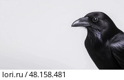 A raven with glossy black feathers on a neutral background. Ворон с блестящими черными перьями на нейтральном фоне. Стоковое AI-изображение, AI-художник Katsiaryna Repich / Фотобанк Лори