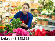 flower shop worker examines drooping ranunculus flower. Стоковое фото, фотограф Яков Филимонов / Фотобанк Лори