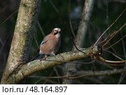 The Eurasian jay, garrulus glandarius, sits on a branch in the winter forest. A bright bird with blue wings. Стоковое фото, фотограф Irina Kruk / Фотобанк Лори