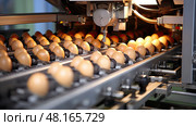 hatchery farming eggs production ai generated. Стоковое AI-изображение, AI-художник Vectorwin / Фотобанк Лори