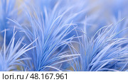 vibrant blue fescue ai generated. Стоковое AI-изображение, AI-художник Vectorwin / Фотобанк Лори