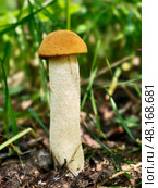 Подосиновик белоножковый в лесу. Фото крупным планом. Red-capped Aspen scaber stalk mushroom or aspen bolete Leccinum aurantiacum growing in forest. Стоковое фото, фотограф Сергей Пристяжнюк (Serg Zastavkin) / Фотобанк Лори