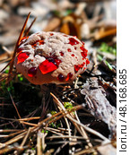 Close-up photo of bleeding tooth fungus Hydnellum peckii growing in forest. Стоковое фото, фотограф Сергей Пристяжнюк (Serg Zastavkin) / Фотобанк Лори