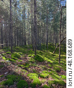 Фото соснового замшелого леса. Караканский Бор. Photograph of a mossy forest on a summer day. Стоковое фото, фотограф Сергей Пристяжнюк (Serg Zastavkin) / Фотобанк Лори