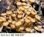 A group of edible honey fungi Armillaria mellea on the bark of a tree in a forest. Стоковое фото, фотограф Сергей Пристяжнюк (Serg Zastavkin) / Фотобанк Лори