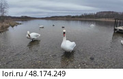 Лебеди весной на чистом водоёме. Стоковое видео, видеограф Руслан Лесков / Фотобанк Лори