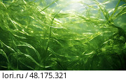 green seaweed texture ai generated. Стоковое AI-изображение, AI-художник Vectorwin / Фотобанк Лори