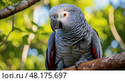 ruffled gray parrot ai generated. Стоковое AI-изображение, AI-художник Vectorwin / Фотобанк Лори