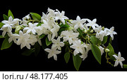 climbing star jasmine ai generated. Стоковое AI-изображение, AI-художник Vectorwin / Фотобанк Лори