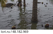 Flooded coconut plantation after extreme weather event. Coconut trees submerged in floodwaters after abnormal weather, symbolizing crop destruction and climate-related agricultural disaster. Стоковое AI-видео, аниматор Башкирова Анна / Фотобанк Лори