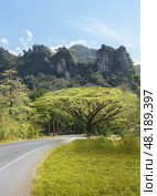 Road to Khao sok Park - Beautiful mountains, rainforest and a large tree with spreading leaves. Beautiful scenery of a popular tourist destination in Thailand samanea, saman, Стоковое фото, фотограф Владимир Разгуляев / Фотобанк Лори