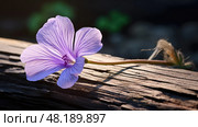 unfurling wood violet ai generated. Стоковое AI-изображение, AI-художник Vectorwin / Фотобанк Лори
