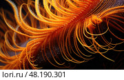 details feather star ai generated. Стоковое AI-изображение, AI-художник Vectorwin / Фотобанк Лори