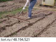 A man marks out with the help of special large three pronged rakes the dug up area for planting potatoes. Стоковое фото, фотограф Ольга Солопова / Фотобанк Лори