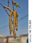 The stamen earrings of the birch bloomed in early spring before the leaves appeared. Стоковое фото, фотограф Андрей Жигальцов / Фотобанк Лори