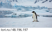 Majestic Antarctic penguin meme Marching through Icy terrain captured with stunning clarity. Стоковое AI-изображение, AI-художник ketpro.design / Фотобанк Лори