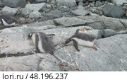 Gentoo penguins chicks resting on rock in Antarctica. Стоковое видео, видеограф Vladimir / Фотобанк Лори