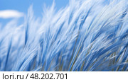 grass blue fescue ai generated. Стоковое AI-изображение, AI-художник Vectorwin / Фотобанк Лори
