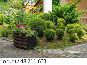 A beautifully landscaped garden showcases neat round topiary shapes alongside colorful flowering plants in a picturesque area. Стоковое фото, фотограф Данила Большаков / Фотобанк Лори