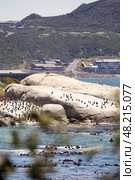 Boulders Beach protected lagoon with colony of African spectacled penguins (2023 год). Стоковое фото, фотограф Екатерина Якименко / Фотобанк Лори