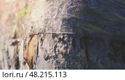 A close-up of ants unable to get past sticky tape wrapped around a tree trunk illustrates a natural method of pest control in the garden. Стоковое видео, видеограф Ольга Ильина / Фотобанк Лори