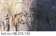 A close-up of ants unable to get past sticky tape wrapped around a tree trunk illustrates a natural method of pest control in the garden. Стоковое видео, видеограф Ольга Ильина / Фотобанк Лори