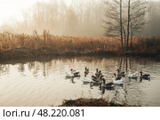 Гуси плавают на озере осенний пейзаж. Стоковое фото, фотограф Надежда Парижская / Фотобанк Лори