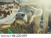 Дружелюбная любопытная корова на ферме. Стоковое фото, фотограф Надежда Парижская / Фотобанк Лори