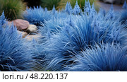 bed blue fescue ai generated. Стоковое AI-изображение, AI-художник Vectorwin / Фотобанк Лори