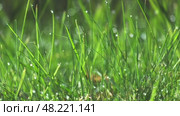 Green nature background with water dew drops on grass. Стоковое видео, видеограф Михаил Коханчиков / Фотобанк Лори