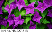 leaves ipomoea sweet potato ai generated. Стоковое AI-изображение, AI-художник Vectorwin / Фотобанк Лори