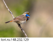 Bright bird male bluethroat sits on a branch in a spring sunny garden and sings loudly. Стоковое фото, фотограф Бачкова Наталья / Фотобанк Лори