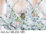 Bird male warbler singing on flowering branch of bush in spring sunny garden. Стоковое фото, фотограф Бачкова Наталья / Фотобанк Лори