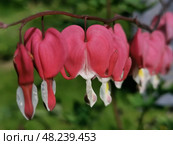 Бутоны разбитого сердца или великолепная дицентра (лат. Lamprocapnos spectabilis) на зеленом фоне. Стоковое фото, фотограф Елена Яворская / Фотобанк Лори