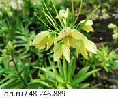 Рябчик императорский (лат. Fritillaria imperialis) желтый на клумбе в парке на Елагином острове в Санкт-Петербурге. (2021 год). Стоковое фото, фотограф Елена Яворская / Фотобанк Лори