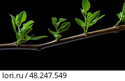 phloem plant stems ai generated. Стоковое AI-изображение, AI-художник Vectorwin / Фотобанк Лори