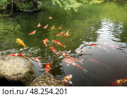 Koi carp.  Mirror carp.  Cyprinus carpio . Colorful fish. Стоковое фото, фотограф Roman B. / Фотобанк Лори